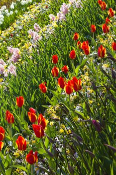 Background with spring flowers blooming in red, orange, yellow, pink and white