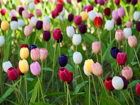 Beautiful field of  multicolored tulips in Netherlands