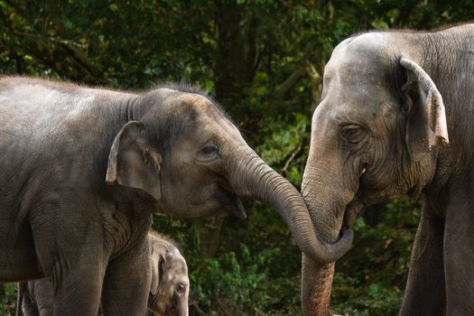 Two female asian elephants having fun by trying to steal some food from each other - baby elephant in background