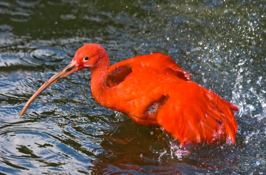 Scarlet ibis taking a bath and splashing water around