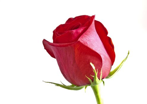 Red rose with green leaves. Isolated on white background.