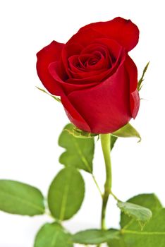 Red rose with green leaves. Isolated on white background.