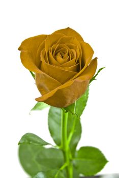 Yellow rose with green leaves. Isolated on white background.