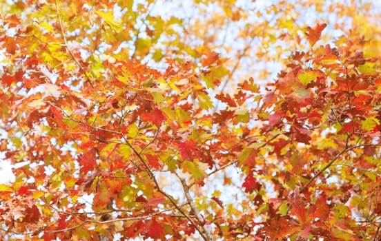 red yellow and orange autumn or fall leaves