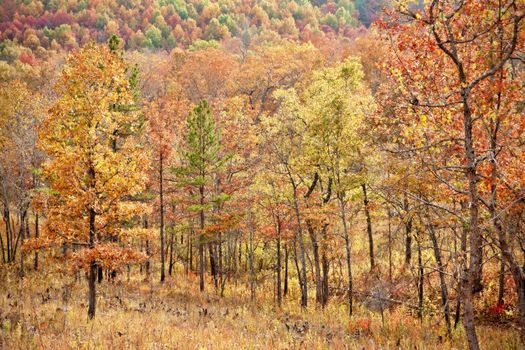 colourful leaves on trees in autumn or fall