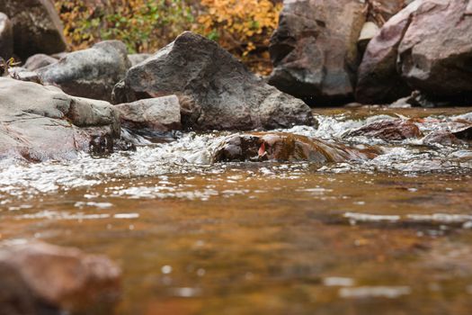 fresh clean water going over the rocks in a little stream