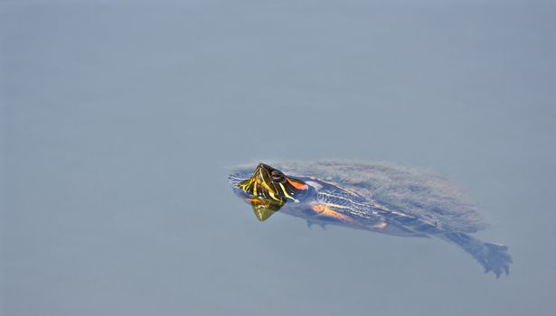 A turtle swimming in a pond with his head sticking up above the water