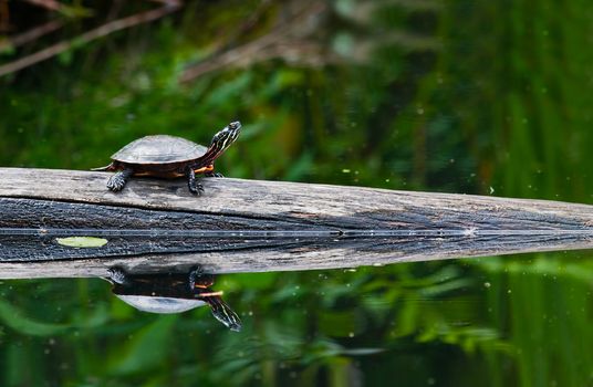 A painted turtle on a log in a pond. A mirrored reflection is seen in the water.