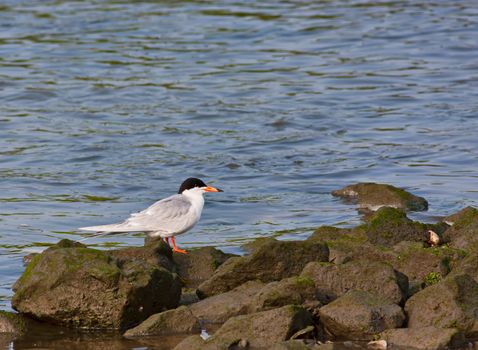 A Forster's Tern bird on rocks in the water.