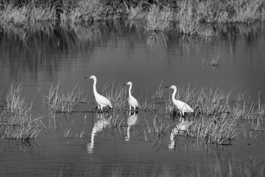 Three Snowy Egrets (Egretta thula) wading in water