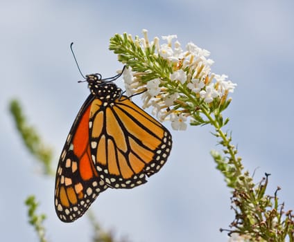 A Monarch Butterfly on a flower
