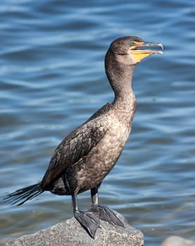 A Double-Crested Cormorant on a rock in a lake