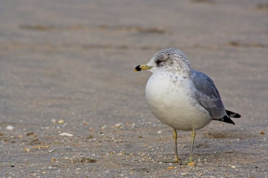 A gull on a New Jersey beach
