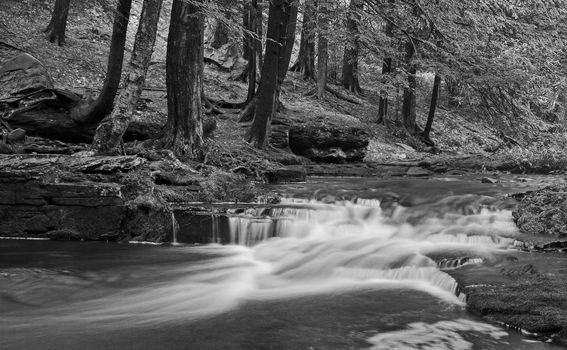 A stream with small waterfalls in a wooded area in black and white