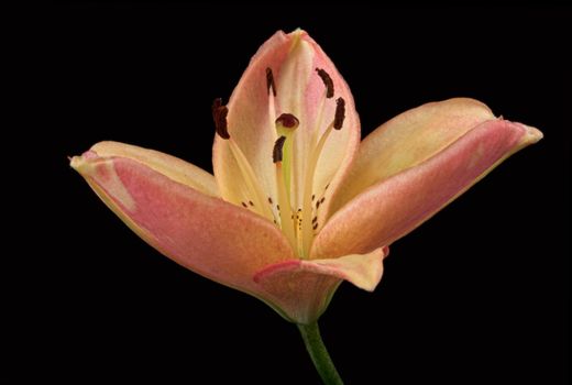 Petite Pink Lily flower on black background