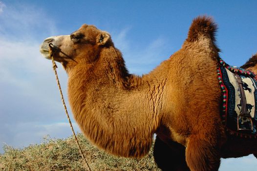 Portrait of a camel in the desert