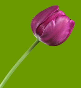 A violet colored tulip isolated on a green background