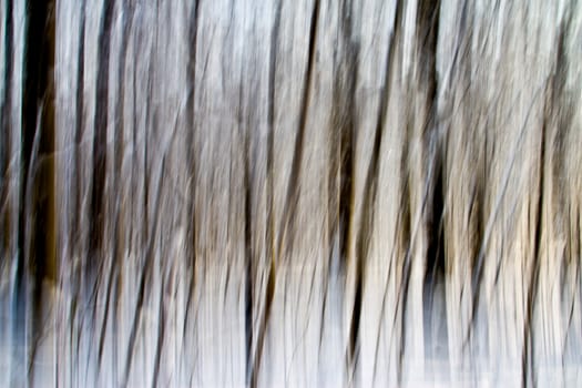Abstraction of blurred trees and snow in a typical Danish forrest.