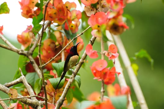 Gould's Sunbird, Thailand