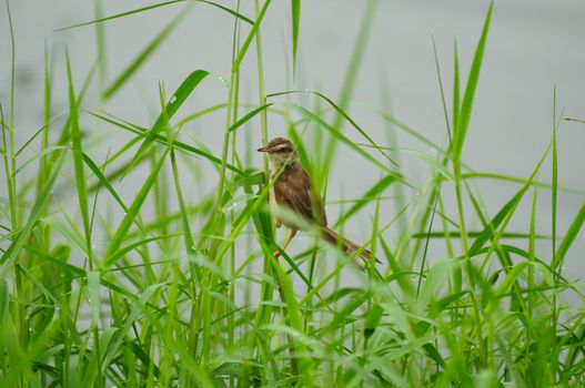 Green Yard and a little bird