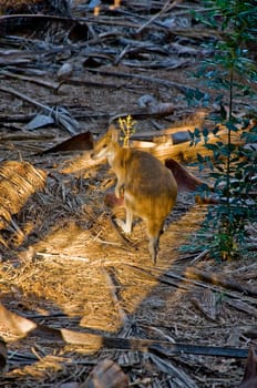 wild kangaroo in an australian national park