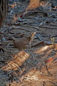 wild kangaroo in an australian national park