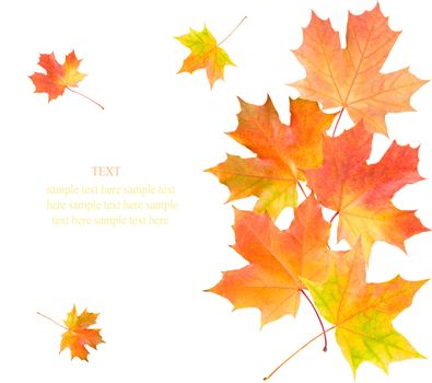 maple leaves background, isolated on white