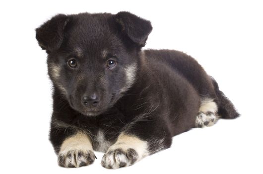 close-up black puppy, isolated on white