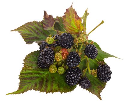 close-up blackberry branches on leaves, isolated on white