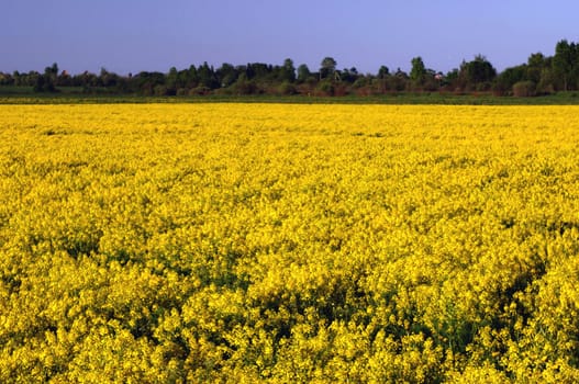 Field of yellow flowers. A morning field covered with yellow  flowers. 