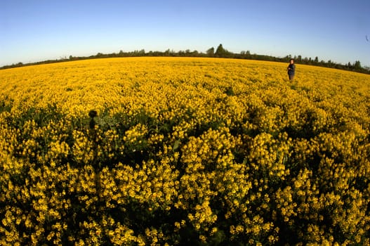 Field of yellow flowers. A morning field covered with yellow  flowers. 