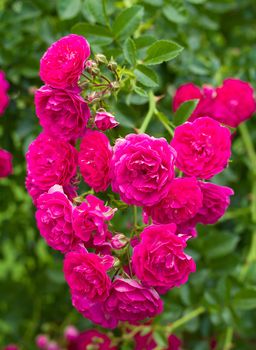 branch of beautiful pink roses as heart against green background