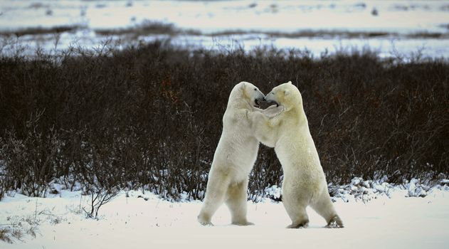 Two bears fight, having got up on hinder legs.