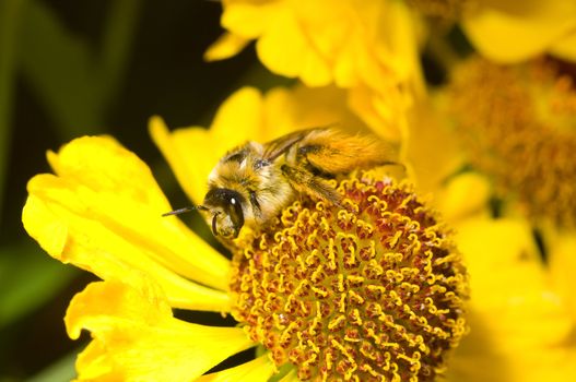 bumblebee on flower, macro shot