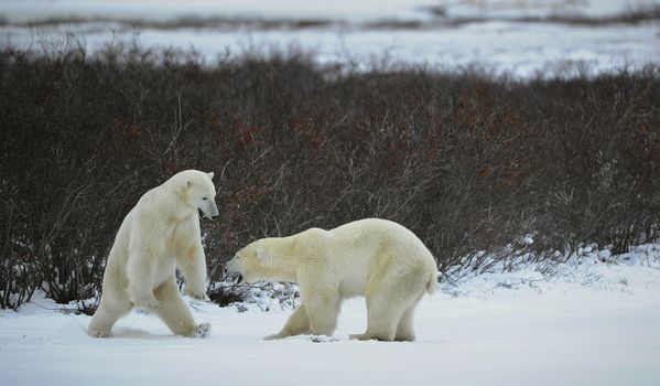 Two bears fight, having got up on hinder legs.