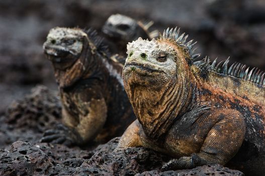 Portrait of the sea iguanas with relatives. Group of marine iguanas are heated under the sun on stony coast.