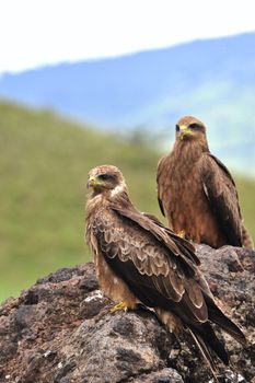 Black Kite (Milvus migrans.) Two Black kites sit on a stone, a green grass.