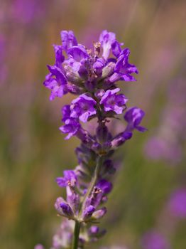 close-up lavender flower against flowers background