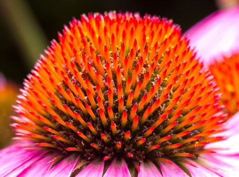 echinacea flower, macro shot