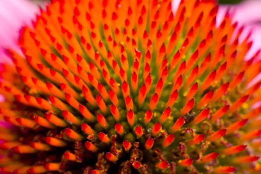 echinacea flower, macro shot