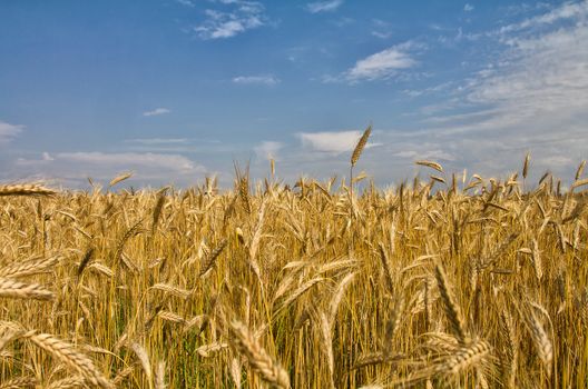 field with ripe wheat against blue sky background