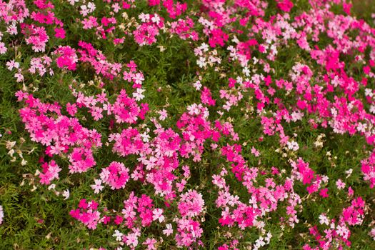 moss pink flowers background