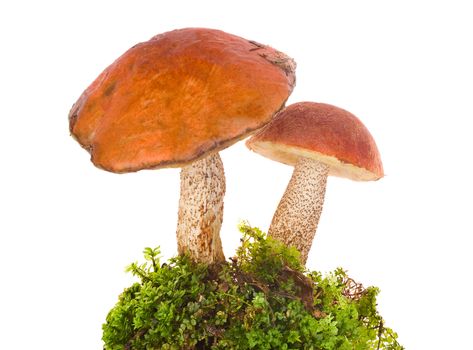 close-up orange-cap boletus in moss, isolated on white