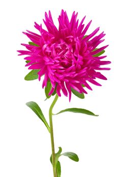 close-up pink aster flower, isolated on white
