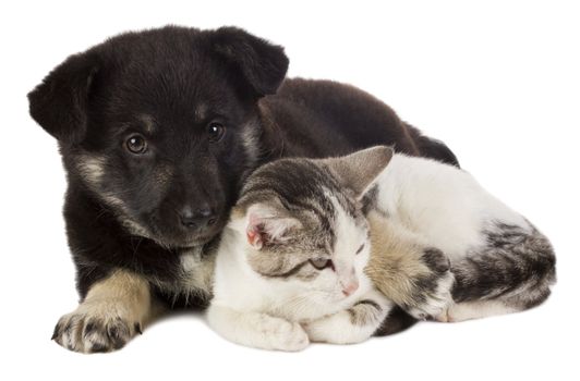 close-up puppy and cat, isolated on white