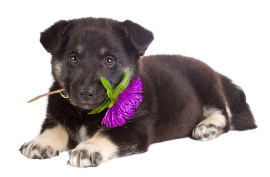 close-up puppy holding flower, isolated on white