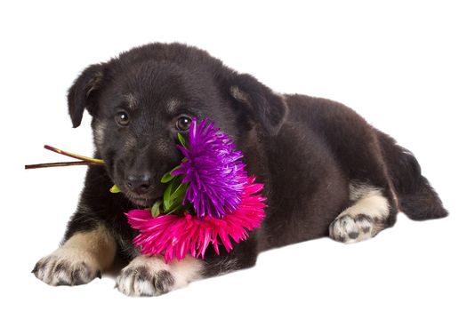 close-up puppy holding flowers, isolated on white