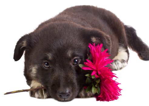 close-up puppy holding flower, isolated on white