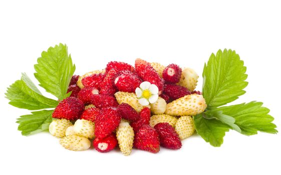 close-up wild strawberries with flower and leaves, isolated on white