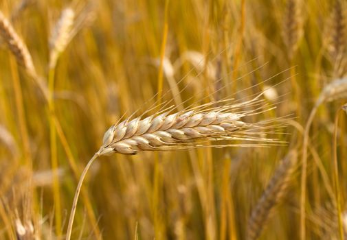 close-up ripe ear of wheat  in field